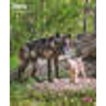 Trixie Calendar wolves - falinaptár (farkasok) 2022
