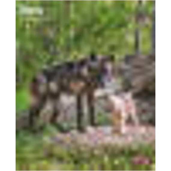 Trixie Calendar wolves - falinaptár (farkasok) 2022