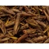 Trópus Dried Grasshopper - kiegészítő eleség (szárított szöcske) rágcsálók,madarak, sünik és hüllők részére (40g)