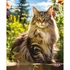 trixie 12589 naptár maine coon macskás