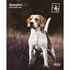 trixie 12548 naptár beagle