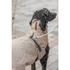Trixie Riom Dog Winter - télikabát (homok) kutyák részére (XS) 30cm